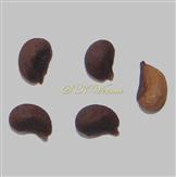  Seeds